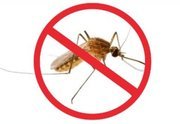 mosquito_.width-180